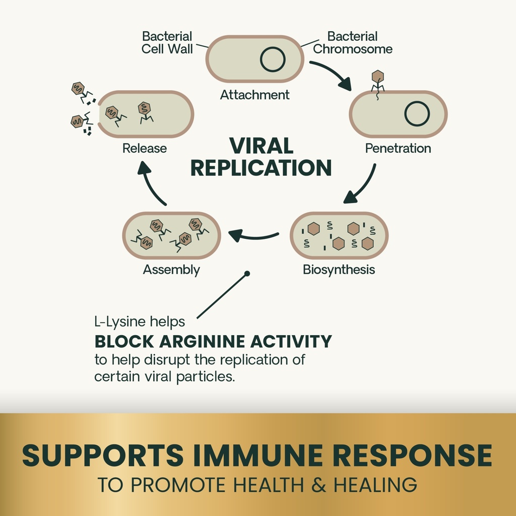 viral replication.jpeg